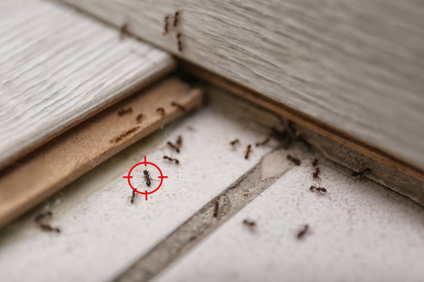 Best Local Pest Control Services  in Sibley, LA
