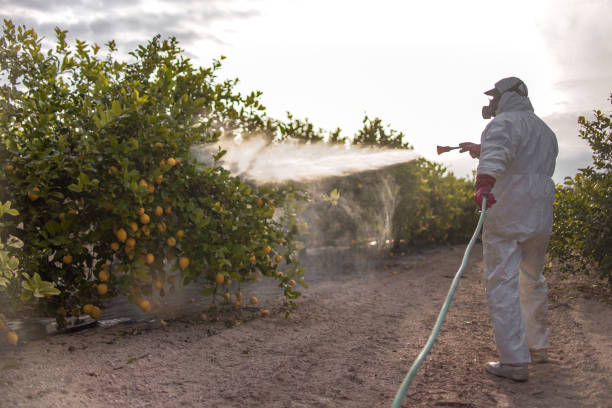 Best Pest Control Near Me  in Sibley, LA