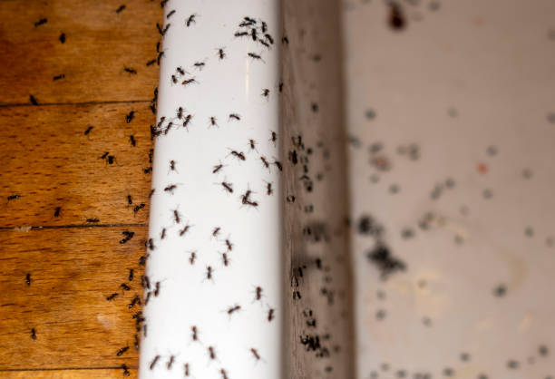 Best Spider Control Near Me  in Sibley, LA