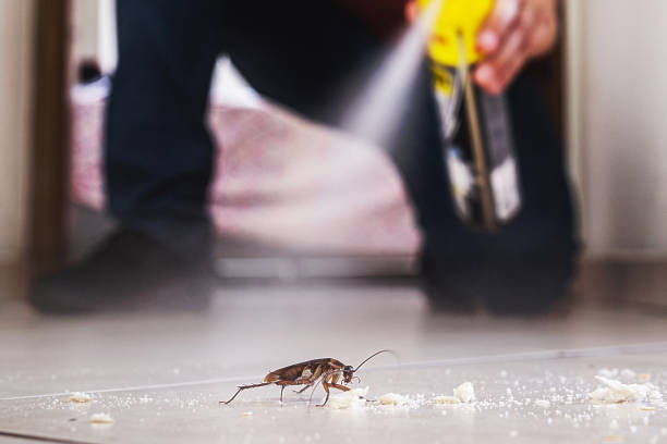 Spider Control Near Me in Sibley, LA